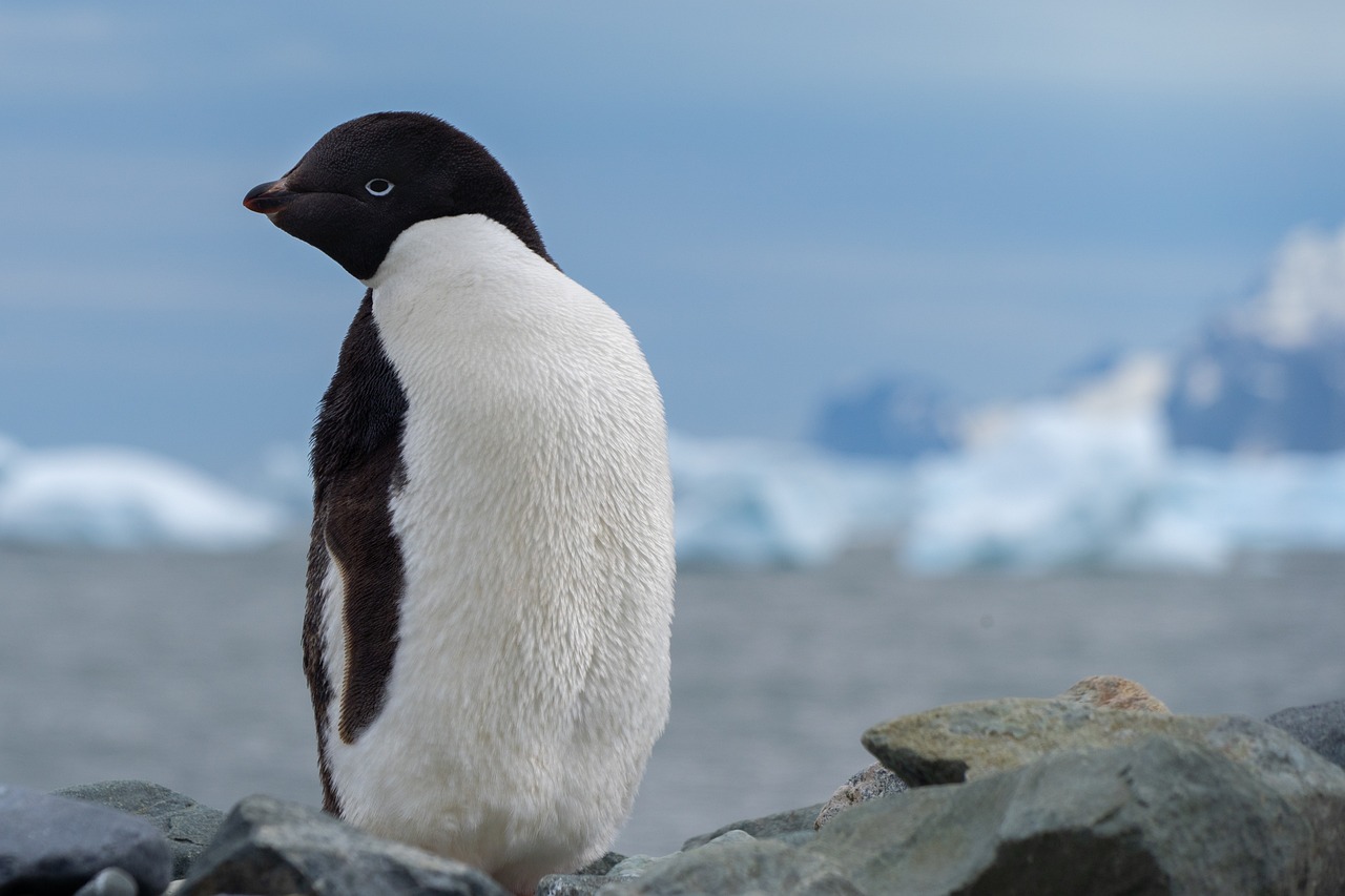 penguin, antarctica, bird-5669245.jpg